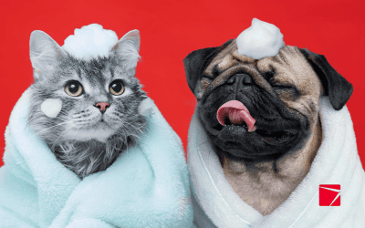 K&Pets: Recognizing Our Favourite Furry Friends